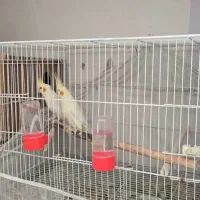 عروس هلندی