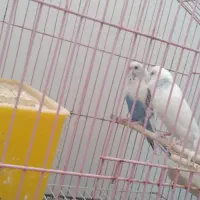 مرغ عشق خوشکل وخوش رنگ