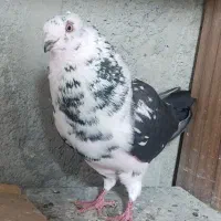 کبوتر