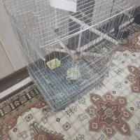 قفس بزرگ