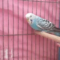 مرغ عشق