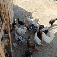 تعدادی مرغ تقریبا ۱۲ یا ۱۳ تا هستن