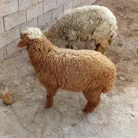 گوسفند ماده 2عدد