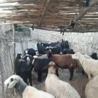بز  بزغاله همه توشتیر مال داشتی دولمنی شیرا مالچه