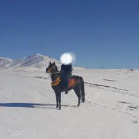 اسب|اسب و تجهیزات اسب‌سواری|الیگودرز, |دیوار