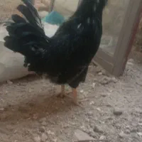 خروس چهل تاج سلطان