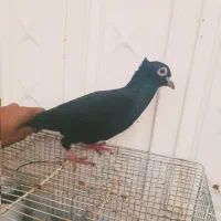 ۹تا معلقی کلاغ سردار