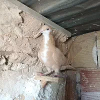 کبوتر|پرنده|مشهد, کلاته برفی|دیوار