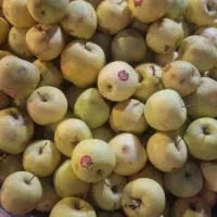 سیب گلاب ۵۰ حراج