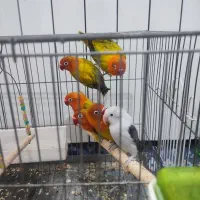 طوطی برزیلی نژاد پاربلو اوپلاین ویولت