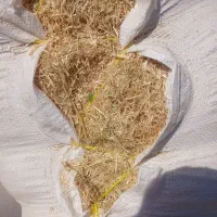 کاه گندم دیم به شرط