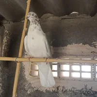 نر کله سرخ
