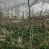 نهالستان حاج سیدجوادشجاعی