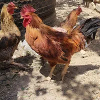 مرغ وخروس