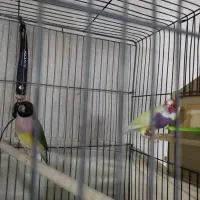 دوتا فنج گلدین خوش رنگ کمیاب مولد درجه یک