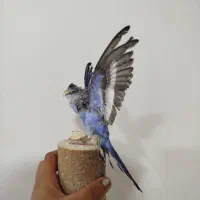 مرغ عشق