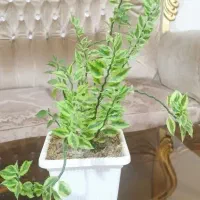 حراج گل