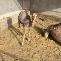 دو شتر و یک جونگ