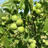 نهال گردو ژنوتیپ برتر