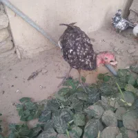 بوقلمون