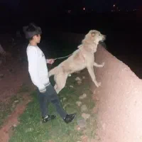 سگ پژدر
