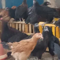 جوجه مرغ محلی گلپایگانی