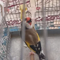 سهره