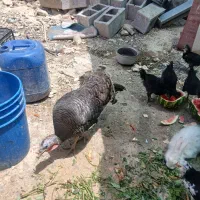 بوقلمون ماده جوان