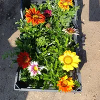 گازانیا همیشه ماندگار