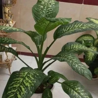 گل و گیاه طبیعی