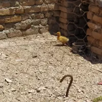 مرغ با بیست تا جوجه