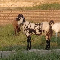 بزماده‌شیشک