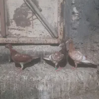 کفتر
