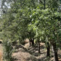 باغ به متراژ ۱۹۰۰ متر حسین اباد ناظر اراضی ادگ