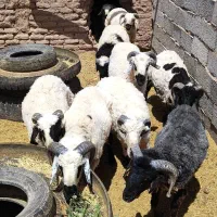 بره نر