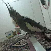 عروس هلندی بازیگوش سرحال