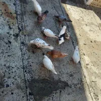 کبوتر ۹ عدد