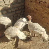 بوقلمون بیوتی 3 ماهه