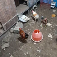 خروس گلین