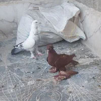 کبوتر قرمز و گو گویروخ و عروس هلندی