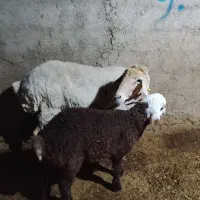 میش بره دار