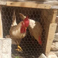 خروس خانگی