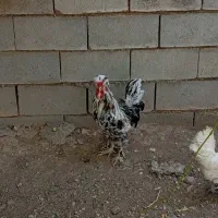 خروس سلطان سالم