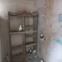 کبوتر