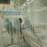 مرغ عشق