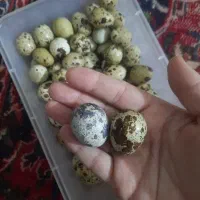 تخم بلدرچین و تخم مرغ