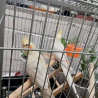 فروش فوری یک عروس هلندی