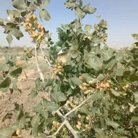 یک-هکتار-باغ-پسته-10ساله-بارده-معاوضه-با-موتور