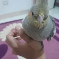 عروس هلندی آشتی