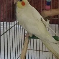 عروس هلندی گم شده